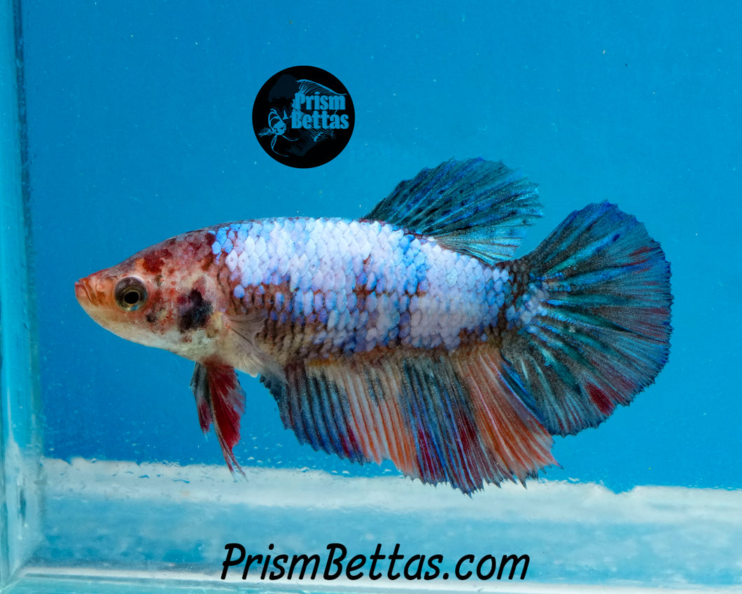 Marble Halfmoon Female