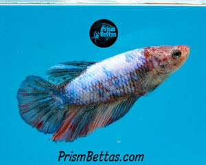 Marble Halfmoon Female