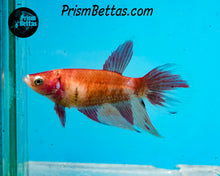 Load image into Gallery viewer, Candy Koi Veiltail Female