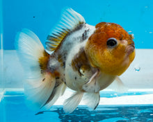 Load image into Gallery viewer, Kirin Shogun Godzilla (2.5-3.5 inches) Imported from Thailand