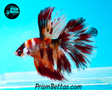 Candy Koi Halfmoon Male