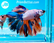 Load image into Gallery viewer, Rainbow Marble Halfmoon Male