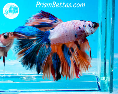 Rainbow Marble Halfmoon Male