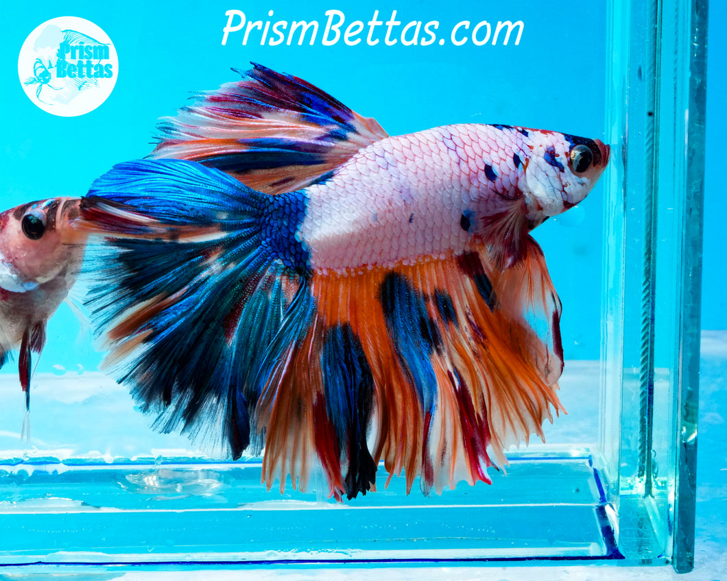 Rainbow Marble Halfmoon Male