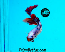 Load image into Gallery viewer, Rainbow Marble Halfmoon Male