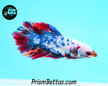 Load image into Gallery viewer, Rainbow Marble Halfmoon Male
