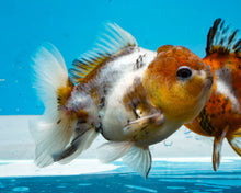 Load image into Gallery viewer, Kirin Shogun Godzilla (2.5-3.5 inches) Imported from Thailand