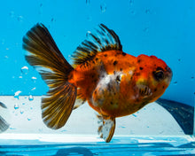 Load image into Gallery viewer, Calico Shogun Oranda (2.5-3.5 inches) Imported from Thailand