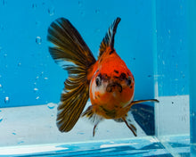 Load image into Gallery viewer, Calico Shogun Oranda (2.5-3.5 inches) Imported from Thailand