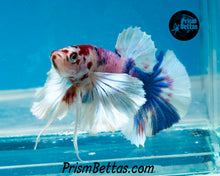 Load image into Gallery viewer, Pink Marble Dumbo Halfmoon Plakat Male