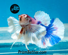 Load image into Gallery viewer, Pink Marble Dumbo Halfmoon Plakat Male