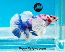 Load image into Gallery viewer, Pink Marble Dumbo Halfmoon Plakat Male