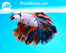 Load image into Gallery viewer, Rainbow Marble Halfmoon Male