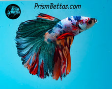 Load image into Gallery viewer, Rainbow Marble Halfmoon Male