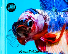 Load image into Gallery viewer, Candy Koi Halfmoon Plakat Male