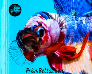 Candy Koi Halfmoon Plakat Male