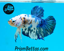 Load image into Gallery viewer, Marble Halfmoon Plakat Male