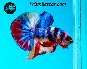 Candy Koi Halfmoon Plakat Male