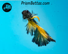 Load image into Gallery viewer, Mustard Gas Halfmoon Male