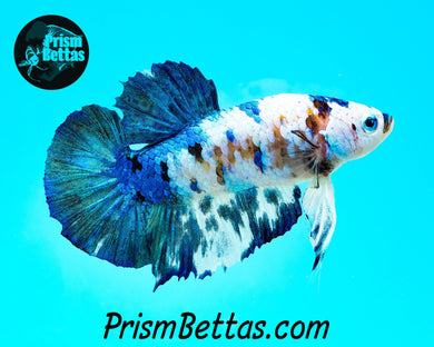 Marble Halfmoon Plakat Male