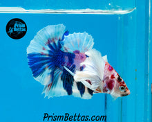 Load image into Gallery viewer, Pink Marble Dumbo Halfmoon Plakat Male