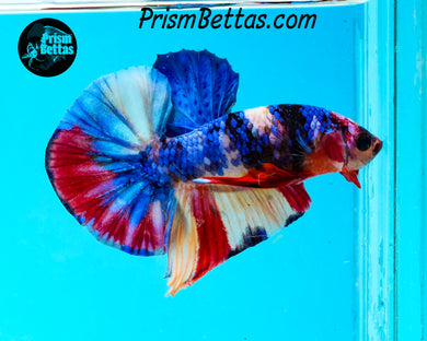 Candy Koi Halfmoon Plakat Male