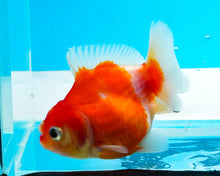 Load image into Gallery viewer, Red and White Shogun Oranda (2.5-3.5 inches) Imported from Thailand