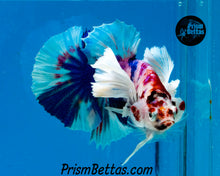 Load image into Gallery viewer, Pink Marble Dumbo Halfmoon Plakat Male