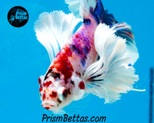 Load image into Gallery viewer, Pink Marble Dumbo Halfmoon Plakat Male