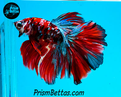 Galaxy Koi Halfmoon Male