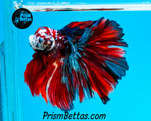 Load image into Gallery viewer, Galaxy Koi Halfmoon Male
