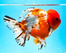 Load image into Gallery viewer, XXL Calico Shogun Oranda Male (6 inches) Imported from Thailand