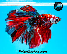 Load image into Gallery viewer, Galaxy Koi Halfmoon Male