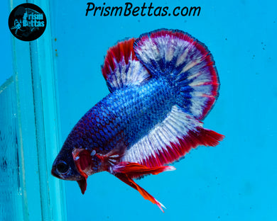 Butterfly Marble Halfmoon Plakat Male