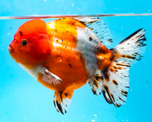 Load image into Gallery viewer, XXL Calico Shogun Oranda Male (6 inches) Imported from Thailand