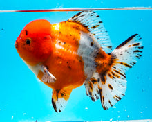 Load image into Gallery viewer, XXL Calico Shogun Oranda Male (6 inches) Imported from Thailand