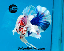 Load image into Gallery viewer, Pink Marble Dumbo Halfmoon Plakat Male