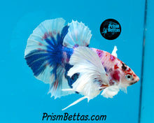 Load image into Gallery viewer, Pink Marble Dumbo Halfmoon Plakat Male