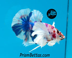 Pink Marble Dumbo Halfmoon Plakat Male