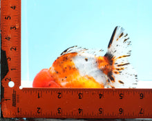 Load image into Gallery viewer, XXL Calico Shogun Oranda Male (6 inches) Imported from Thailand