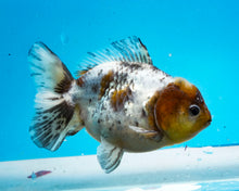Load image into Gallery viewer, Kirin Shogun Oranda Female (4.5 inches) Imported from Thailand