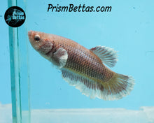Load image into Gallery viewer, Salamander Halfmoon Female