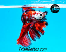 Load image into Gallery viewer, Galaxy Koi Halfmoon Male