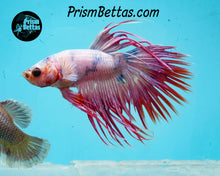 Load image into Gallery viewer, Pink Marble Crowntail Male