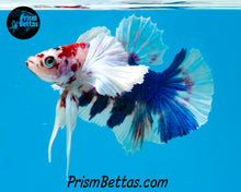 Load image into Gallery viewer, Pink Marble Dumbo Halfmoon Plakat Male