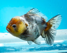 Load image into Gallery viewer, Kirin Shogun Oranda Female (4.5 inches) Imported from Thailand