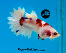 Load image into Gallery viewer, Koi Halfmoon Plakat Male