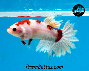 Koi Halfmoon Plakat Male