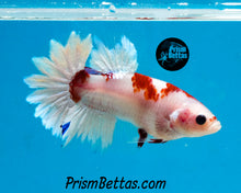 Load image into Gallery viewer, Koi Halfmoon Plakat Male