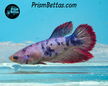 Load image into Gallery viewer, Marble Halfmoon Female